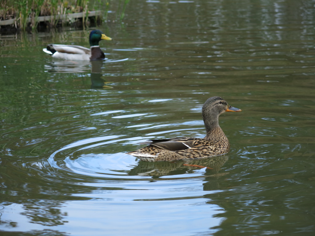 福岡県庁前東公園－１