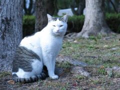 福岡県庁前東公園－6