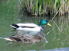 福岡県庁前東公園－３
