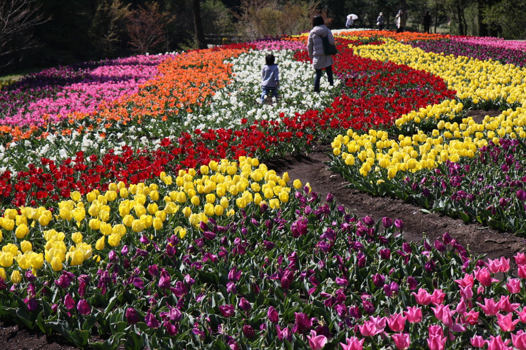 九重花公園