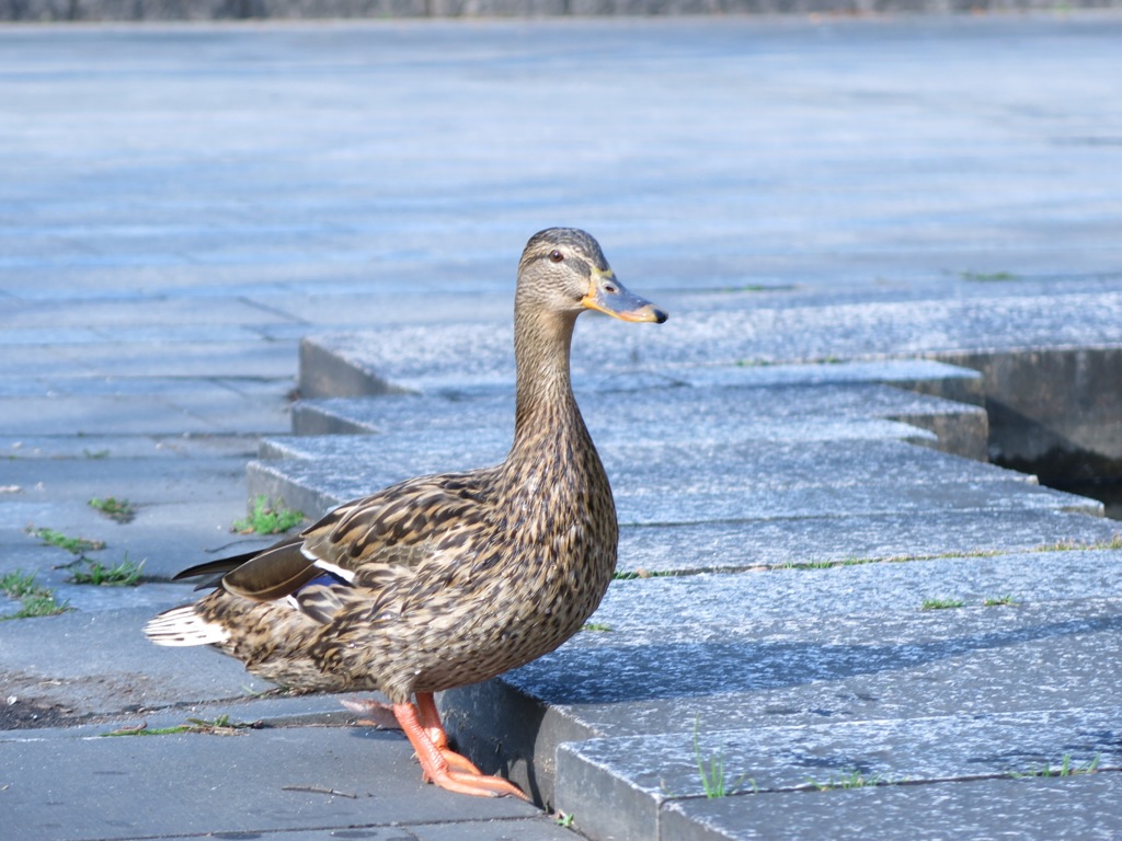 福岡県庁前東公園－４
