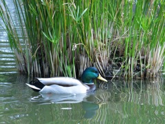 福岡県庁前東公園－２