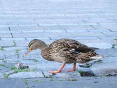 福岡県庁前東公園－５