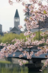 桜と教会