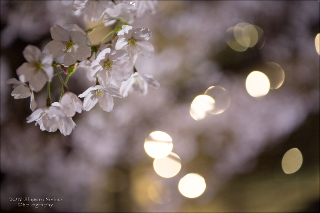 夜桜