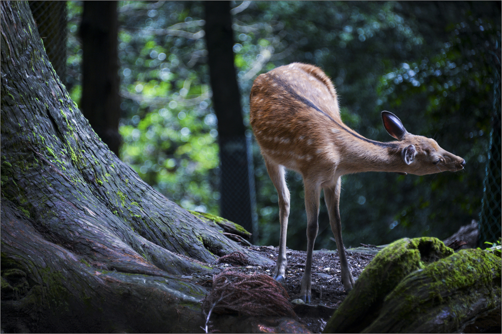 奈良公園の鹿