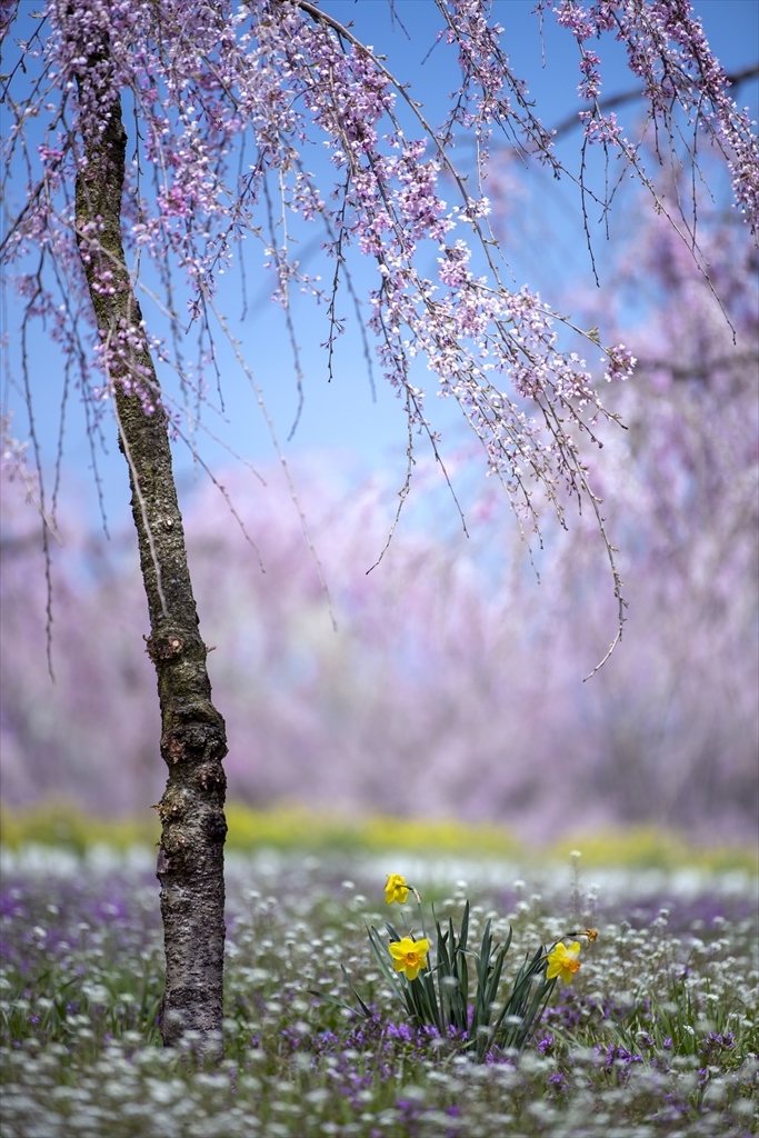 寄添 : 桜と水仙