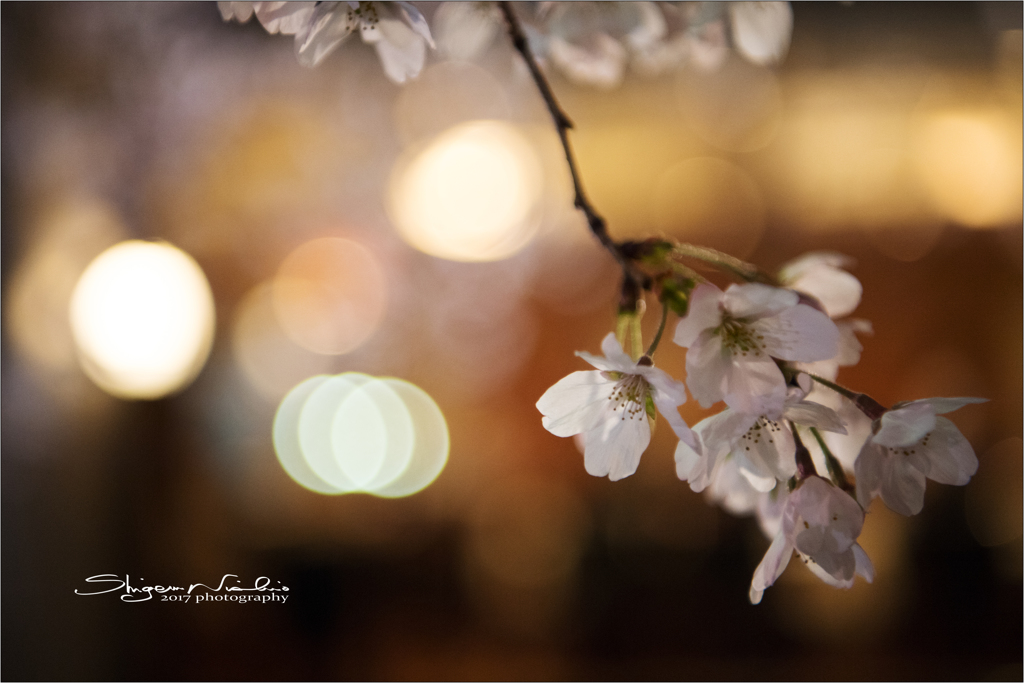 夜桜