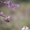 河津桜とメジロ