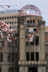 桜と原爆ドーム