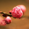 tubomi
