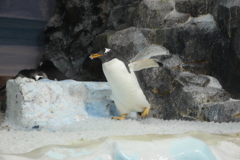 ペンギン氷を運ぶ