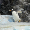 ペンギン氷を運ぶ