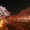 かがり火の夜桜　明る目に撮影