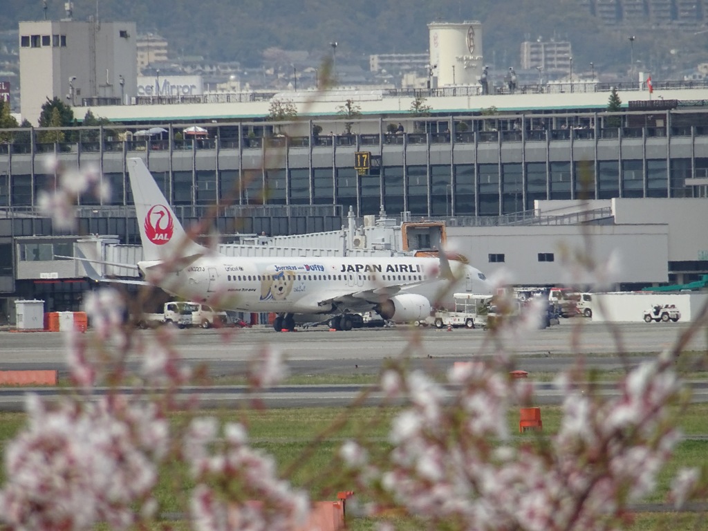 桜と旅客機