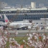 桜と旅客機