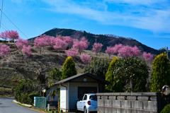 山桜？