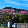 山桜？