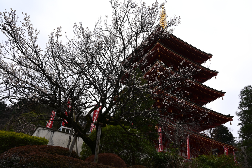 梅と五重の塔
