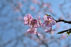 都内の公園で撮影した河津桜