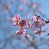都内の公園で撮影した河津桜