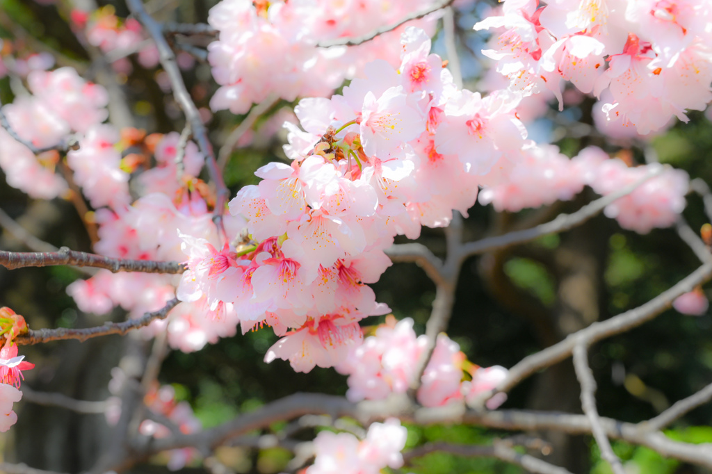 早咲きの桜、今咲き誇る