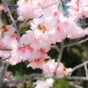 早咲きの桜、今咲き誇る