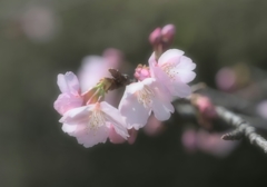 ふわっと大寒桜