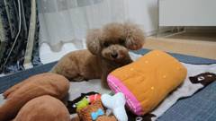 今日のわんこ