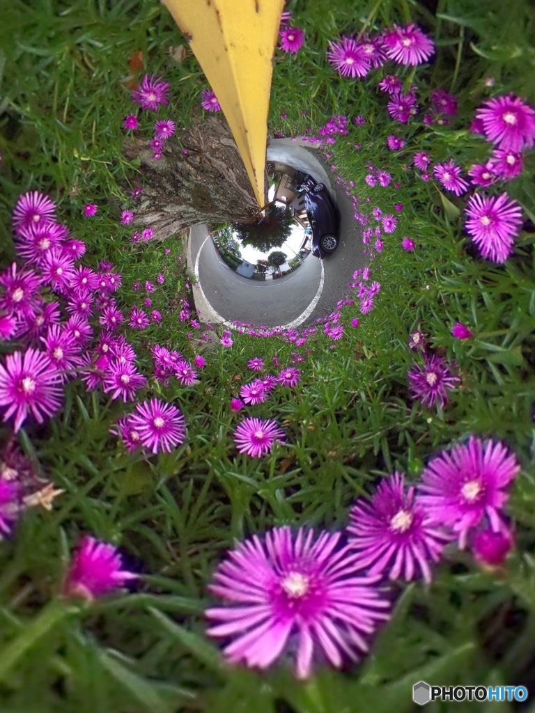 道端に咲く１