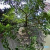 緑のイチョウ