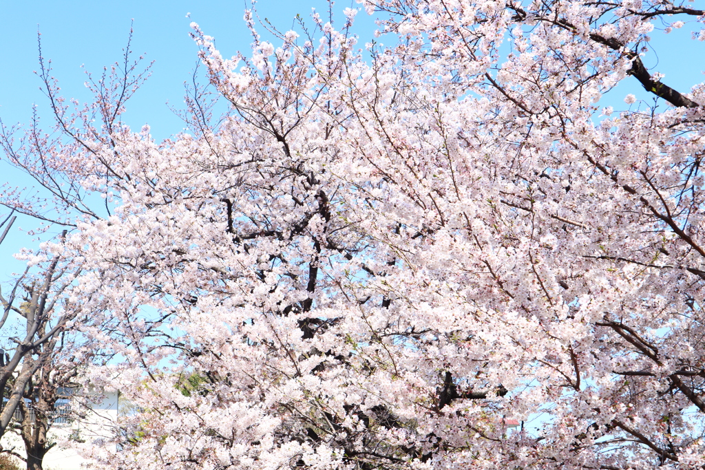 桜