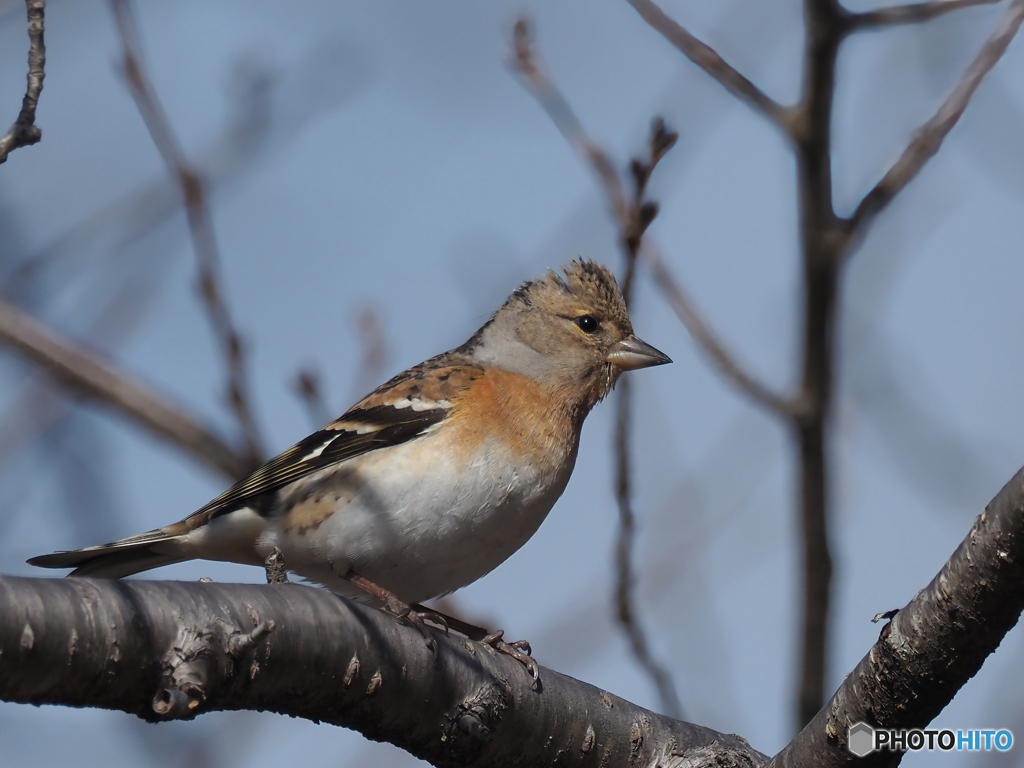 ATORI♀