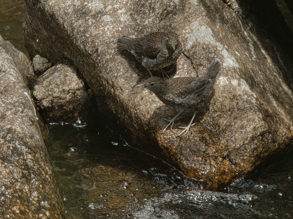 川鴉の幼鳥