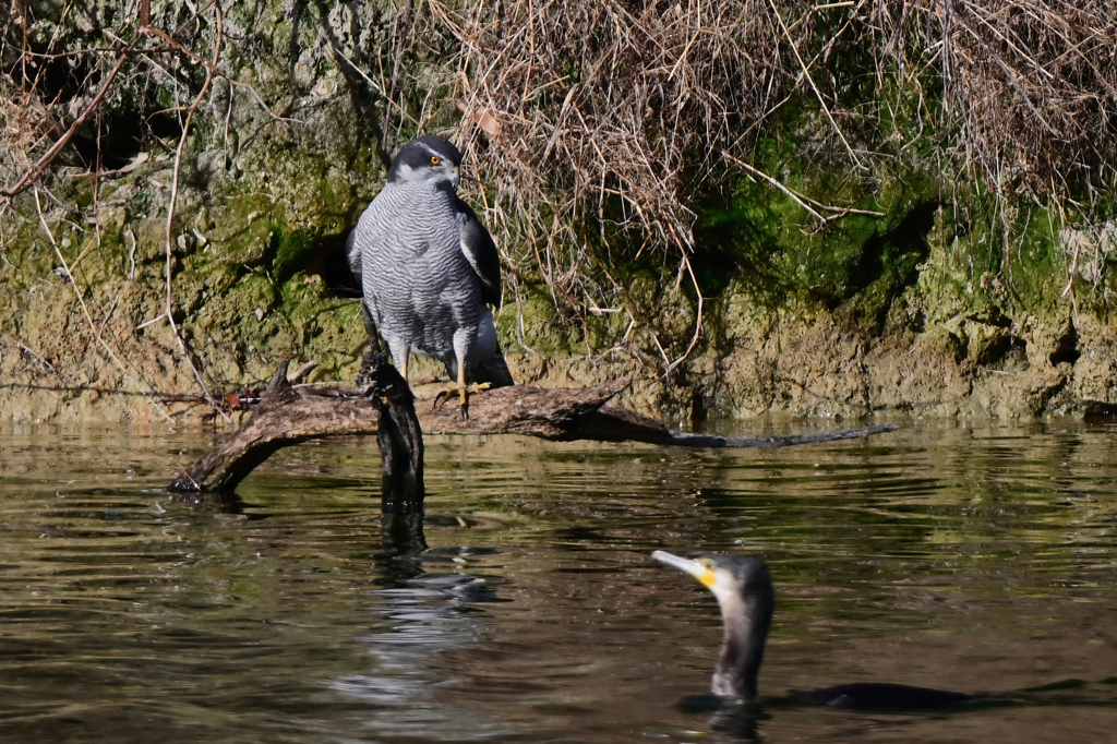 オオタカとカワウ