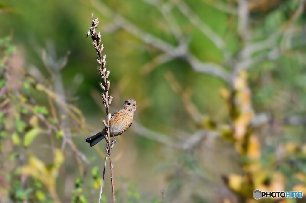 ベニ♀