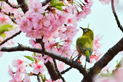 サクジロー