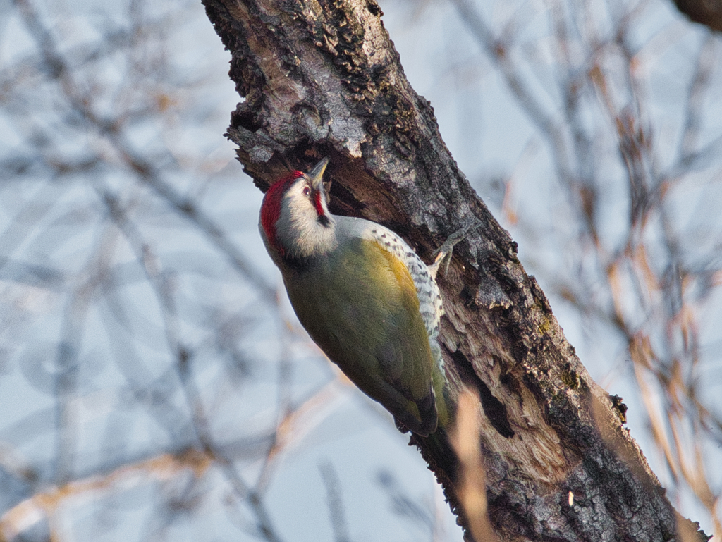 aogera♂