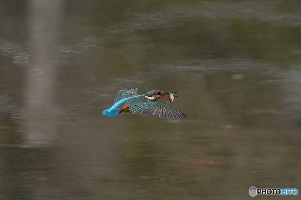 エサ咥えしメス