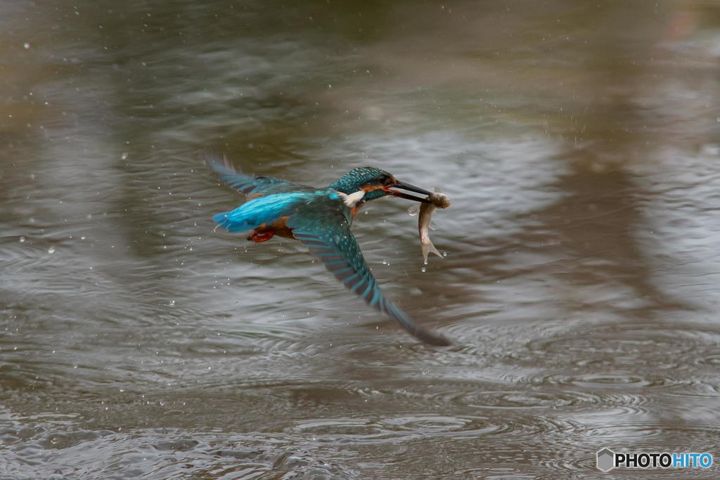 エサ咥えしオス