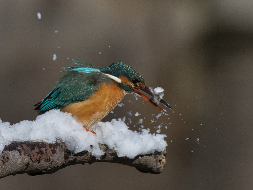 雪kawa