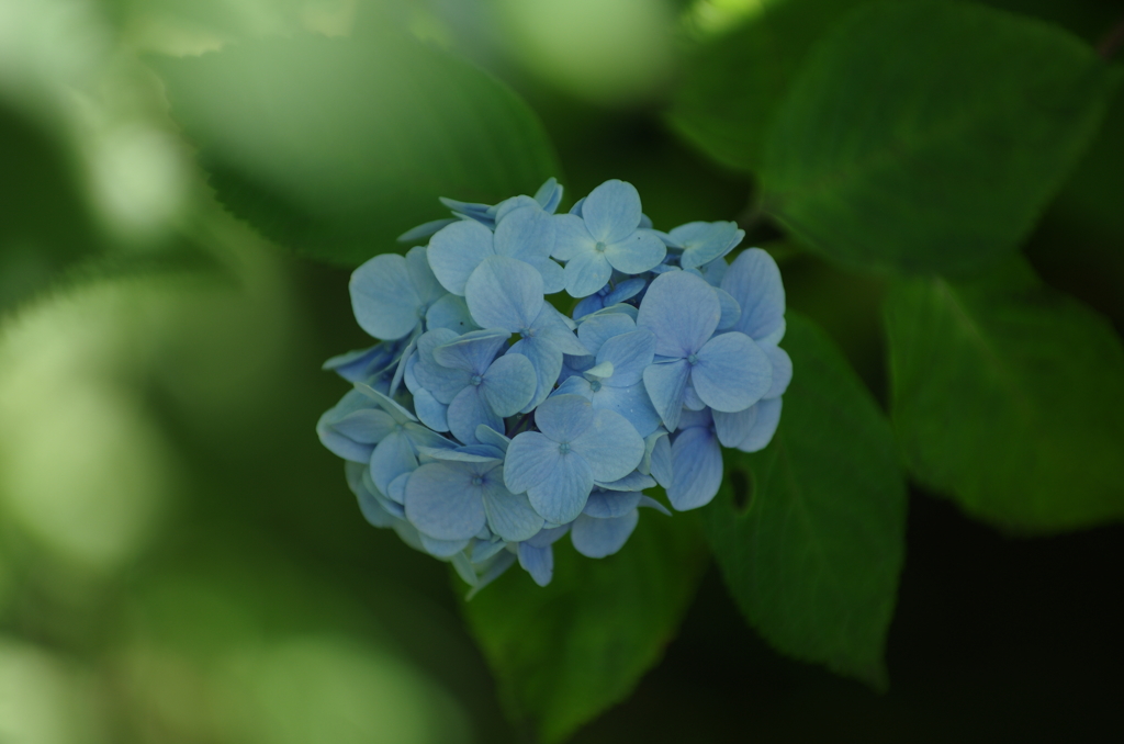 明月院の紫陽花