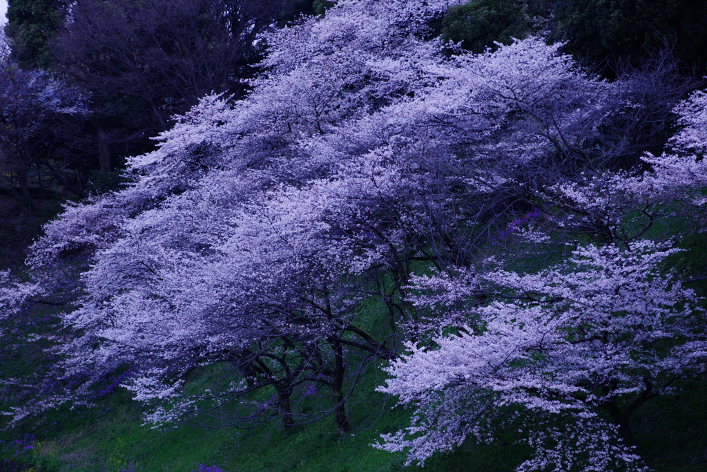 雪の如く