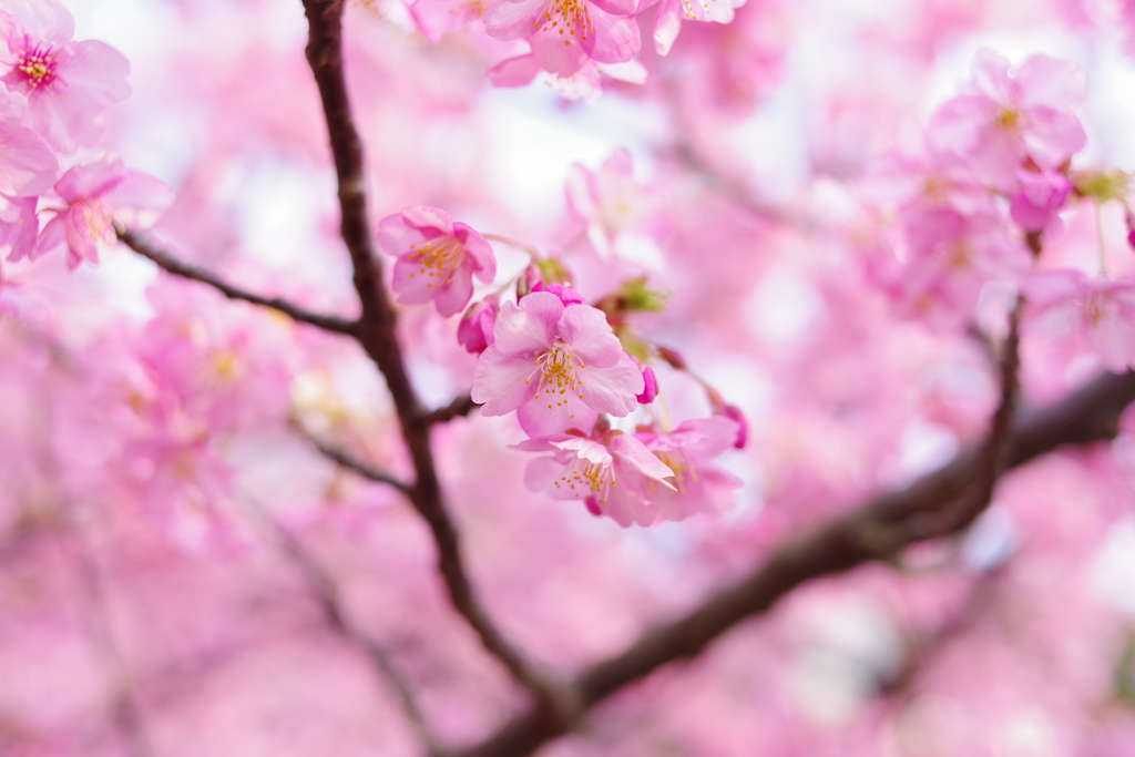 河津桜