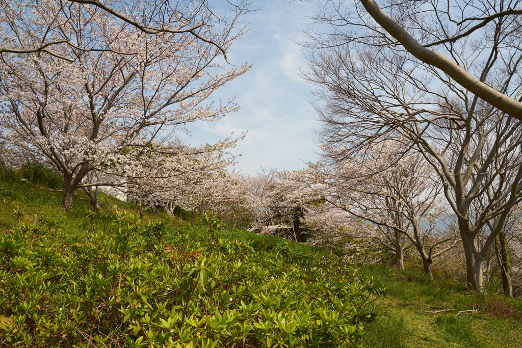 桜と新緑