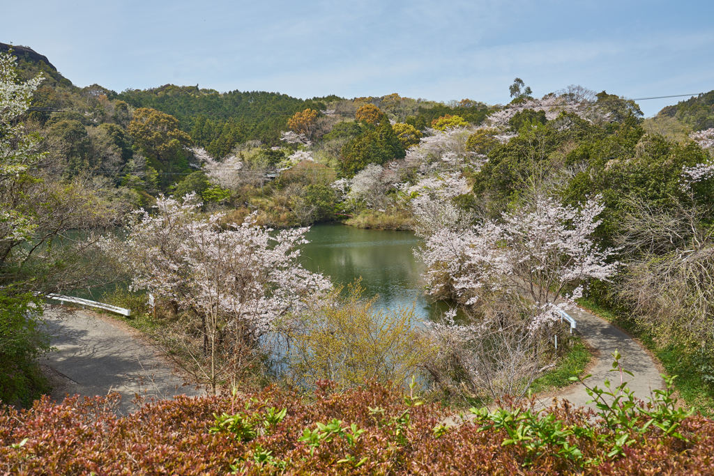 池と桜