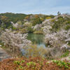 池と桜