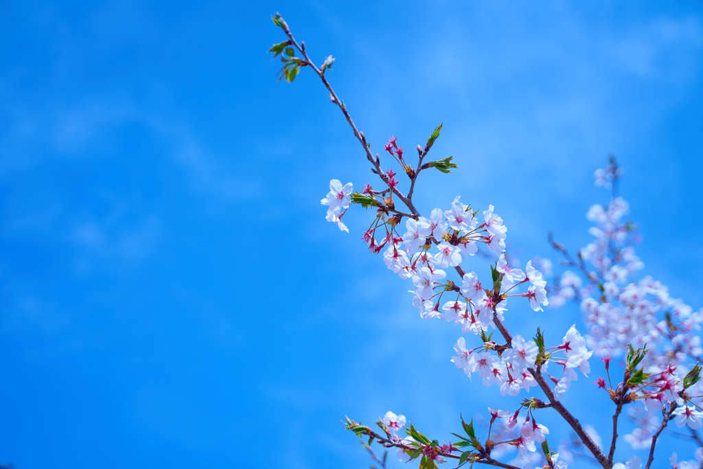 桜