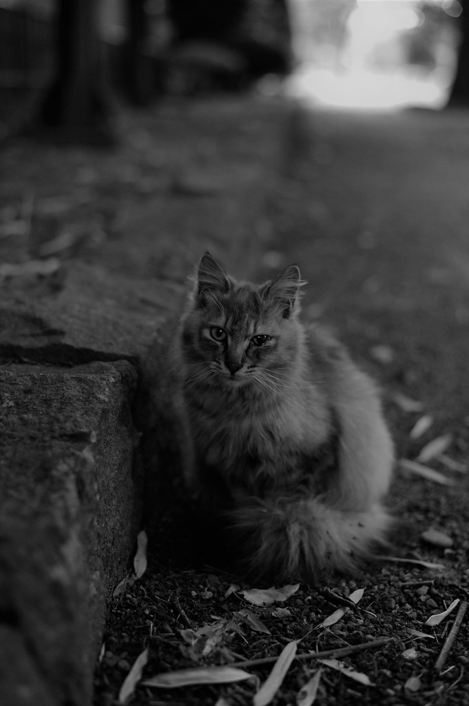 新寺小路の野良猫