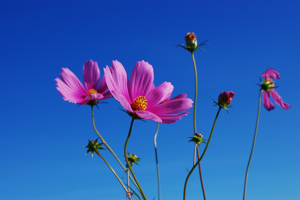 秋桜